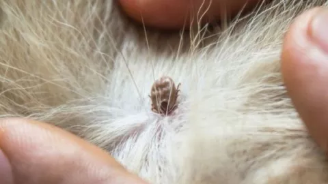 Picadura garrapata.jpg