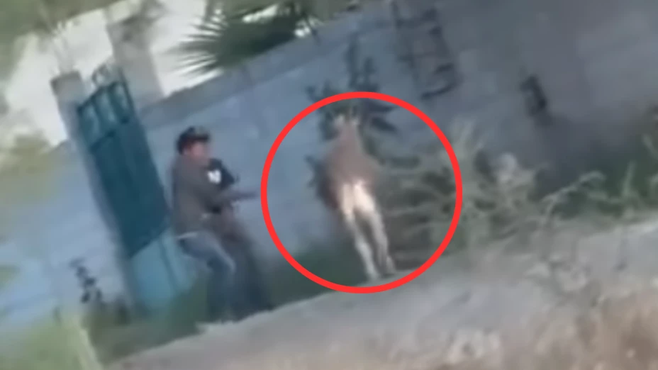 prenden fuegos pirotecnicos a un burro en boye cadereyta de montes.png