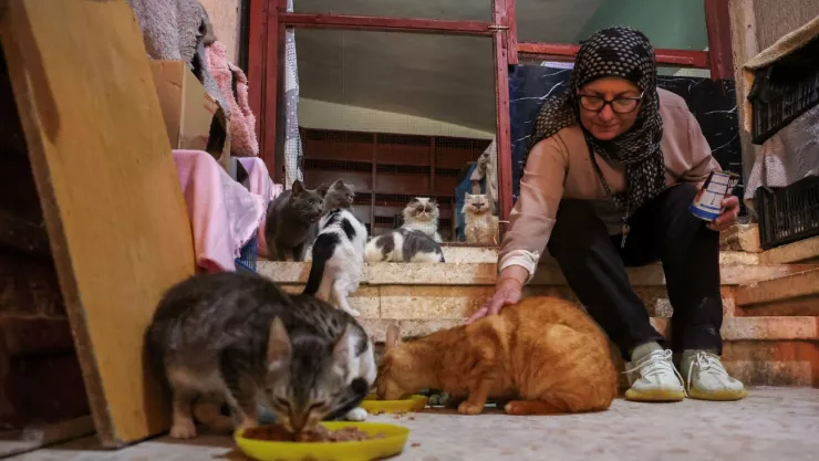 Mujer rescata gatos callejeros en medio del conflicto en Oriente