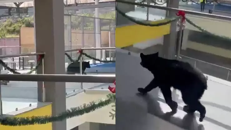 Oso entra a escuela de Nuevo León y se vuelve viral; video.jpg
