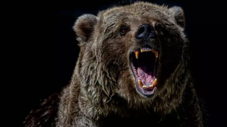Hombre murió tras ataque de oso en Arkansas, Estados Unidos