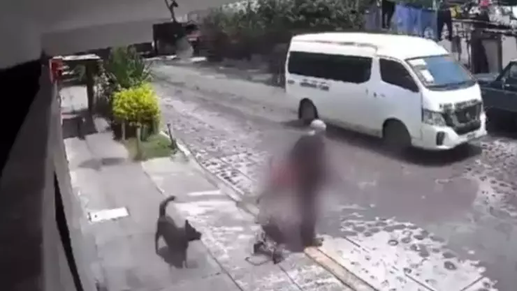 VIDEO_ Captan brutal ataque de perros a una mujer de la tercera edad