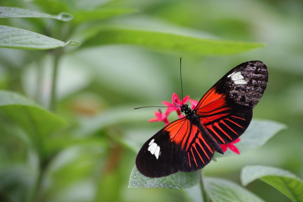 parque-de-mariposas-en-israel-mariposa-roja.jpg