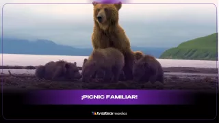 La osa Amy guía a sus cuatro cachorros en un desfile en el patio bajo la lluvia .jpg