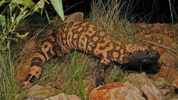 lagarto-venenoso-monstruo-gila-hombre-veneno-colorado