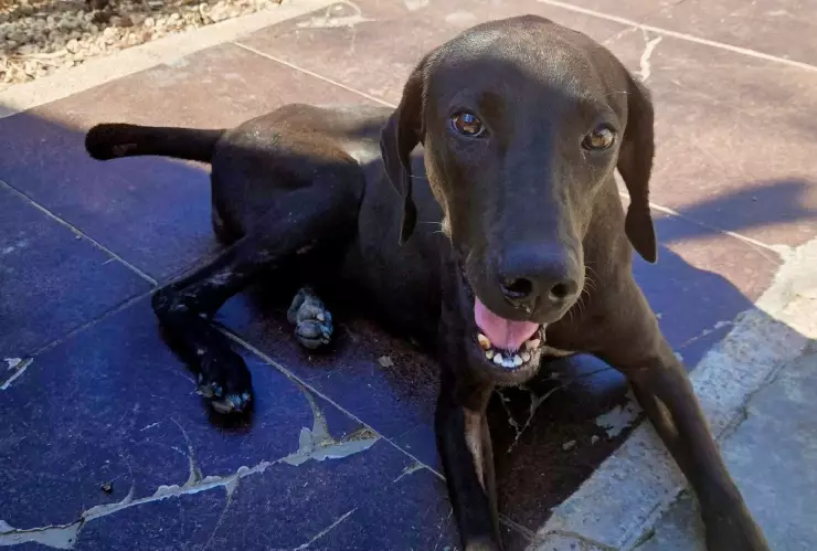 Muere ‘Negrita’, la perrita atropellada tres veces en Kanasín, Yucatán.jpg