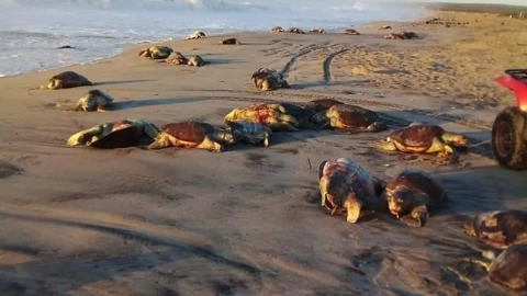 tortugas muerte pesca Oaxaca .jpg