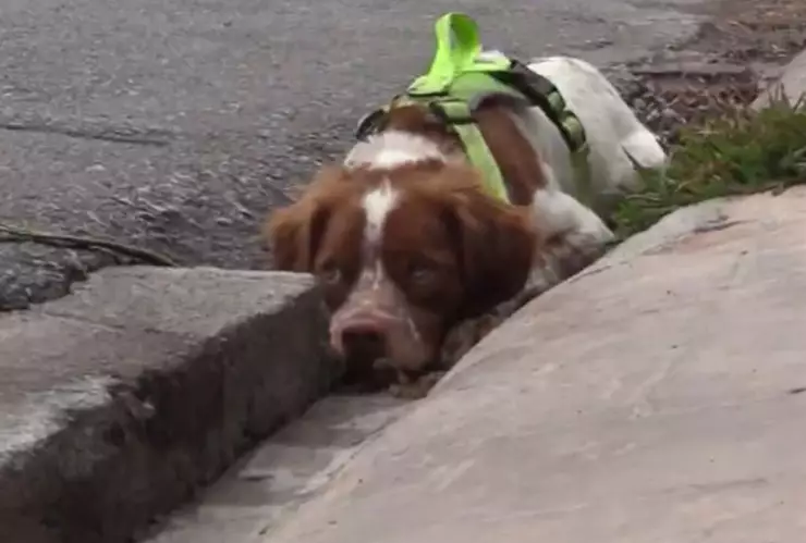 Conoce el trabajo de “Manchas”, un perrito detector de fugas de agua en Saltillo, Coahuila