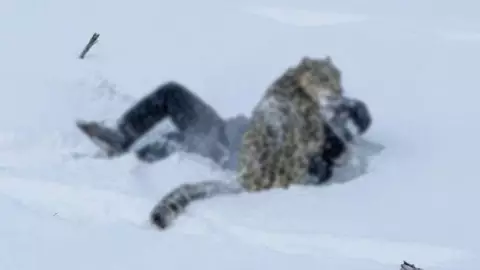 Mujer es atacada por un leopardo de las nieves al acercarse para tomar una selfie