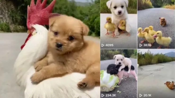 Perrito, gallo, TikTok a.jpg