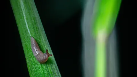 Por esta razón aparecen babosas y caracoles en tu patio y plantas