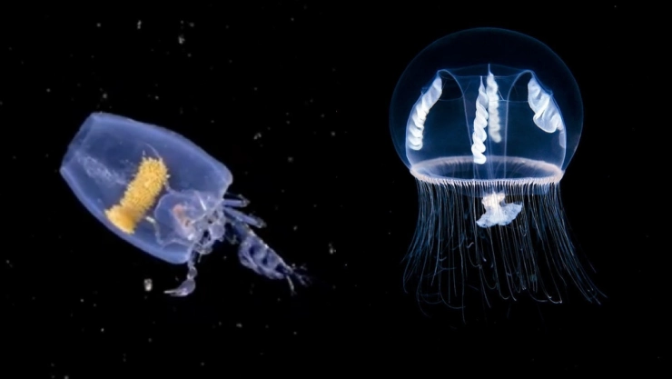 fotógrafo criaturas mar Mediterráneo.jpg