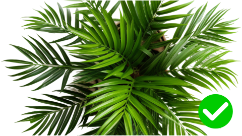 Areca