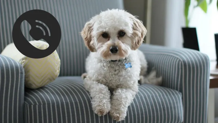 PetPhoe: ¿Cómo funciona el primer teléfono para mascotas?