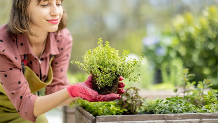 Los datos pocos conocidos de las plantas