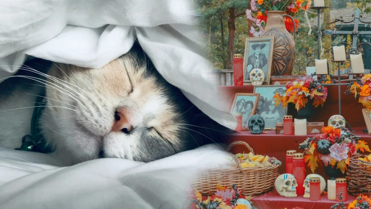 Altar de muertos para mascotas Día de Muertos