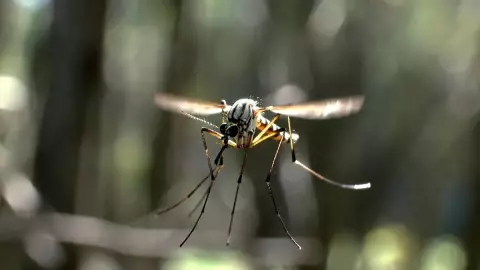 Súper mosquito México