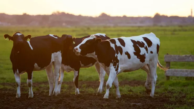 Habrá nueva marca de leche por crisis en industria en Aguascalientes; ¿en dónde se venderá?