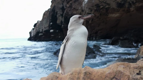 ping&uuml;ino blanco islas galapagos