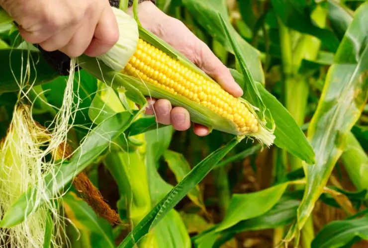 Productos exentos de aranceles por el TMEC