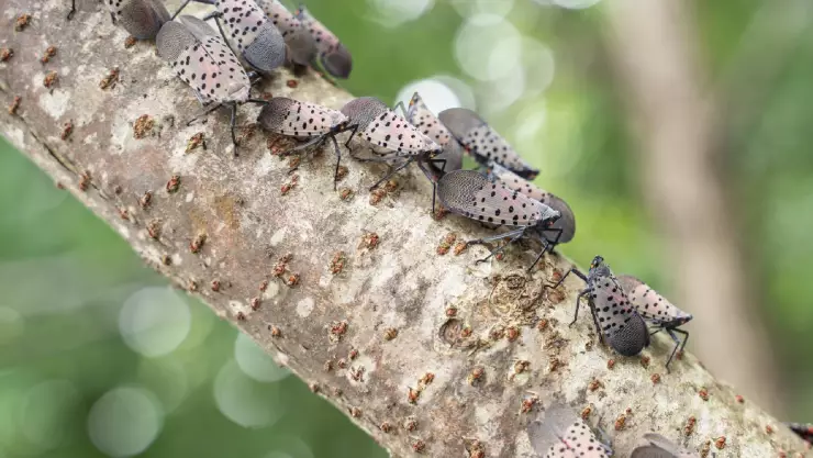 Moscas linternas manchadas 