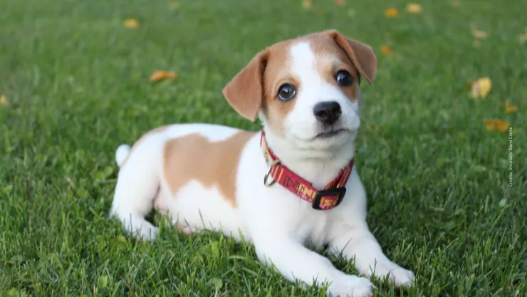 ¿Cómo dar primeros auxilios a nuestros perritos?