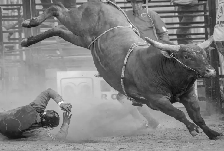 ¡Saltó el muro! Video muestra escape de toro en rodeo de EU; atacó a varios asistentes