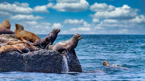 Leones marinos en la costa de California.