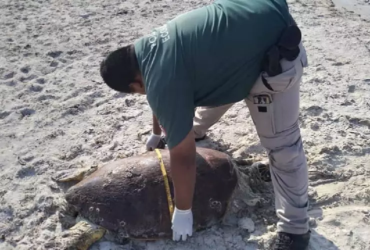 Hallan tortura MUERTA en costa de Progreso (FOTOS)