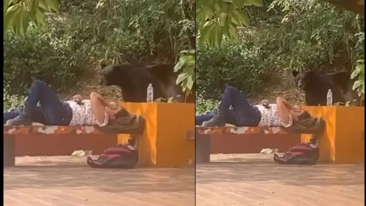 ataque de oso monterry