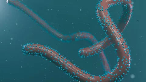 El virus de Marburgo, qué es y cuáles son sus síntomas