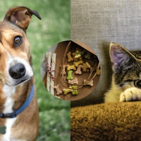 Esta es la cantidad de snacks que puede recibir tu mascota.png