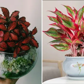Plantas rojas para el hogar