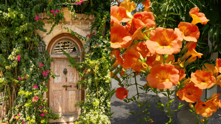 Las 5 plantas trepadoras que puedes usar para decorar tu jardín pequeño y no tener muchas macetas.png