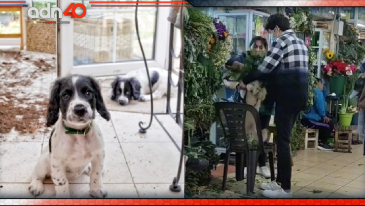 Hacen limpia a perrito