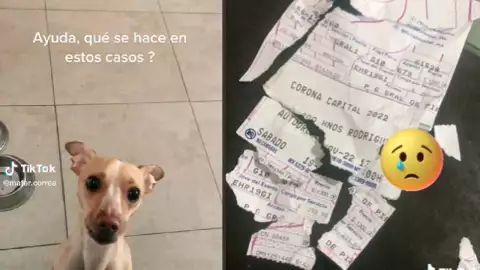 Tiktoker pide ayuda, su perrito destruyó su boleto a festival de música