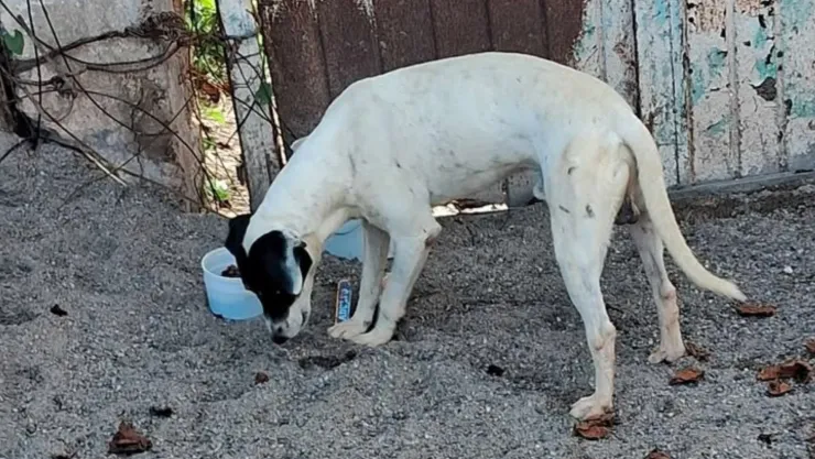 Buscan hogar para Rocko tras asesinato de su dueño en Culiacán