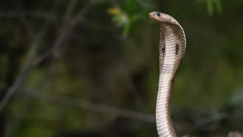VIDEO: Mortal cobra real escapa de acuario ante la vista de visitantes