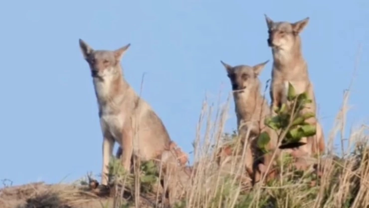 manada-coyotes-invaden-ciudad-coatzacoalcos