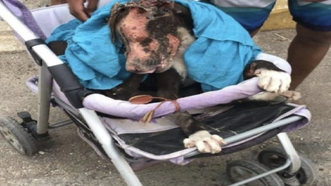 Perrito Valentín fue quemado por comerse un huevo.jpg