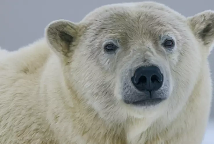 oso-polar-islandia-muerto-policia