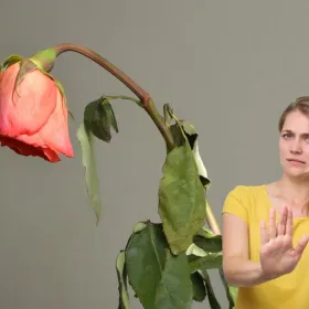 ¿Tu planta recibe demasiado sol? 5 señales que debes reconocer antes de que se marchite