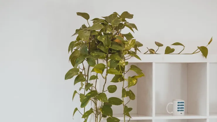 cómo hacer que crezca la planta teléfono.jpg