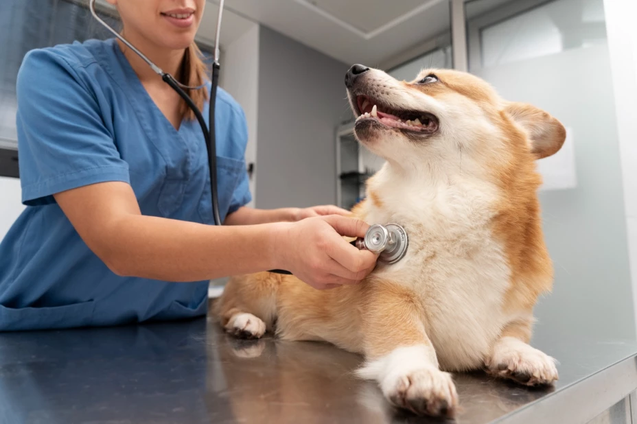 Consulta veterinaria.jpeg