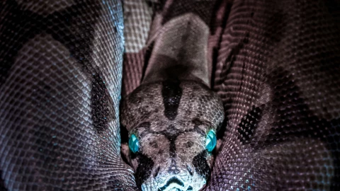 Año Nuevo Chino 2025: ¿Cuándo inicia y qué animal lo representa?