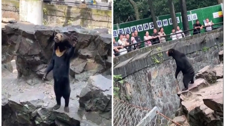Sospechan que oso de zoológico en China es una persona disfrazada