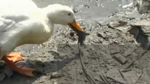 peces-muertos-monterrey5