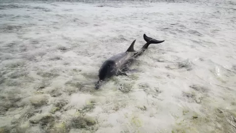 delfin encallado yucatan