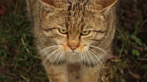 Especie, gato, mito b.jpg