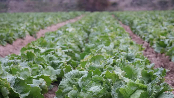 FDA aclara falso positivo en estudio sobre lechuga mexicana ligada a brote de diarrea explosiva en EU